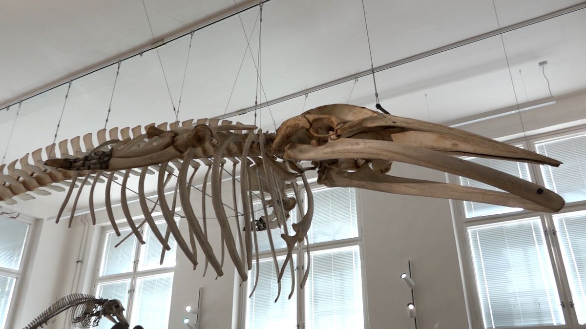 The Anatomy Institute at Charles University’s first medical school had the world’s unique skeleton restored.